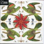 Opakowanie Karnet kwadrat z kopertą Red-winged Parrot