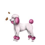 Opakowanie Karnet Swarovski kwadrat CL0307_BL Pudel