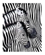 Opakowanie Teczka rys. A4 z gumką Black&White 9574807