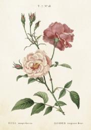 Opakowanie Karnet ST244 B6 + koperta Róża 2 sztuki