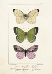 Opakowanie Karnet ST247 B6 + koperta Motyle 2 sztuki