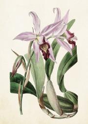 Opakowanie Karnet ST279 B6 + koperta Lilie 2 sztuki