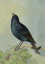 Opakowanie Karnet ST292 B6 + koperta Kruk 2 sztuki