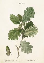 Opakowanie Karnet ST296 B6 + koperta Gałąź dębu 2 sztuki