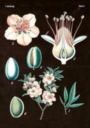 Opakowanie Karnet ST267 B6 + koperta Magnolia różowa