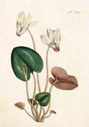 Opakowanie Karnet ST268 B6 + koperta Kwiat wiśni