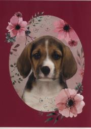 Opakowanie Zeszyt A5 w kratkę 16 kartek Piesek 5 sztuk