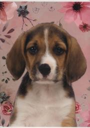 Opakowanie Zeszyt A5 w trzy linie kolorowe 16 kartek Piesek 5 sztuk