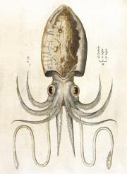 Opakowanie Karnet B6 z kopertą Squid