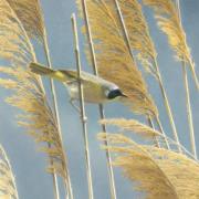 Karnet kwadrat z kopertą Lightswept Common. Wydawca: Museums & Galleries. Dadada.pl Opakowanie Karnet kwadrat z kopertą Lightswept Common