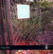 Pierzchające ogrody. Autor: Latawiec Bogusława. Dadada.pl Okładka książki Pierzchające ogrody