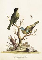 Opakowanie Karnet ST225 B6 + koperta Muchołówki na gałęzi