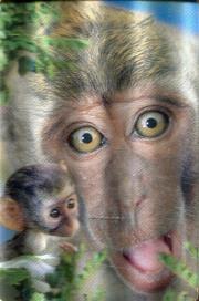 Opakowanie Minikartka 3D Makak