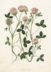 Opakowanie Karnet ST212 B6 + koperta Koniczyna