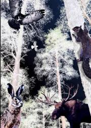 Opakowanie Notes Gee Night in the Forest B5 gładki NARCISSUS