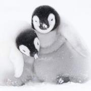 Opakowanie Karnet kwadrat z kopertą A pair of Emperor Penguin chicks