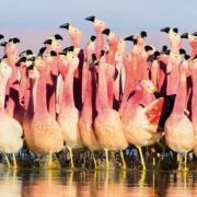 Okładka książki Karnet kwadrat z kopertą Andean Flamingoes