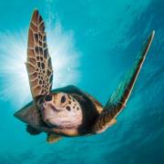 Okładka książki Karnet kwadrat z kopertą Green Turtle