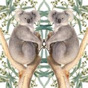 Opakowanie Karnet kwadrat z kopertą Koala