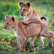 Opakowanie Karnet kwadrat z kopertą Lion Cubs