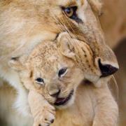 Opakowanie Karnet kwadrat z kopertą Lioness and cub