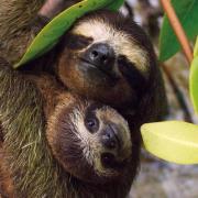 Okładka książki Karnet kwadrat z kopertą Three-toed Pygmy Sloth