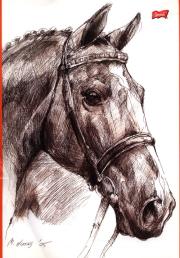 Szkicownik A4 20k Konie. Wydawca: ST.MAJEWSKI. Dadada.pl Opakowanie Szkicownik A4 20k Konie