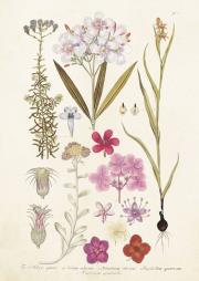 Opakowanie Karnet ST216 B6 + koperta Różowe kwiaty