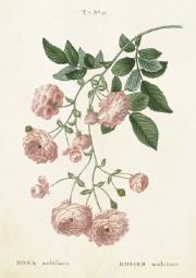 Opakowanie Karnet ST243 B6 + koperta Róża wielokwiatowa