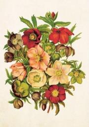 Karnet ST258 B6 + koperta Ciemierniki. Wydawca: Skona Ting. Dadada.pl Opakowanie Karnet ST258 B6 + koperta Ciemierniki