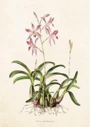 Opakowanie Karnet ST264 B6 + koperta Lilie różowe