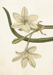 Opakowanie Karnet ST278 B6 + koperta Biały amarylis