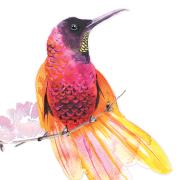 Opakowanie Karnet Swarovski kwadrat Koliber