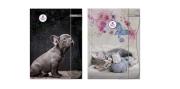 Opakowanie Teczka z gumką A4 The sweet pets 2 wzory