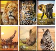 Opakowanie Zeszyt A4/54K kratka Africa (10szt) STREET