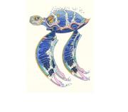 Opakowanie Karnet A117 B6 + koperta Żółw morski