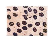 Opakowanie Teczka A4 PP na zatrzask