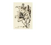 Opakowanie Karnet ST332 B6 + koperta Lilia bulwkowata