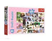 Opakowanie Puzzle 60 Koci świat TREFL
