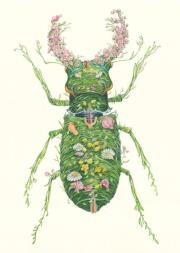 Opakowanie Karnet A110 B6 + koperta Chrząszcz