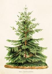 Opakowanie Karnet ST323 B6 + koperta Jodła