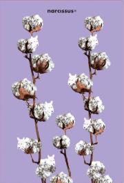 Opakowanie Teczka A4 Cotton