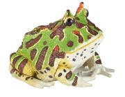 Opakowanie Żaba rogata