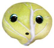 Opakowanie Lumo Stars Veggies and Berries Cabbage Teikku