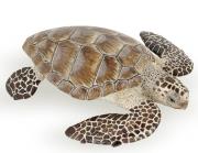 Opakowanie Żółw karetta