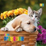 Opakowanie Kalendarz 2022 KD-19 Przyjaciele AVANTI