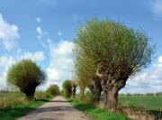 Opakowanie Kalendarz 2022 Trójdzielny Wierzby RADWAN