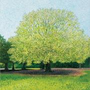 Opakowanie Karnet z kopertą Buk paprociowy