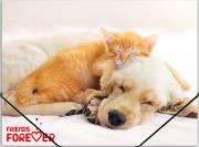 Opakowanie Teczka na gumkę A4 PP z nadrukiem Friends