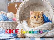 Opakowanie Kalendarz 2022 ścienny albumowy Kocie fanaberie